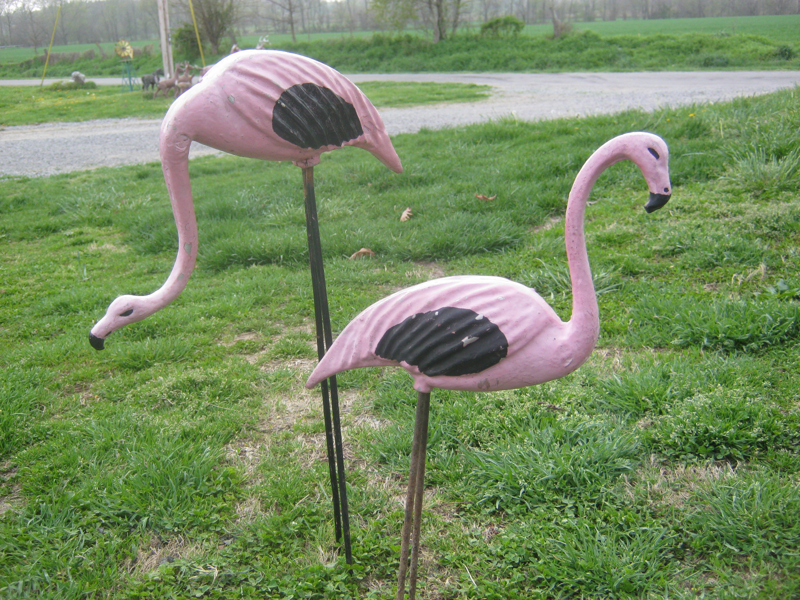 Pink Flamingos Pink Flamingos