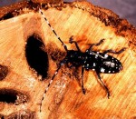 Keep your house and storage areas clean: Insects thrive on dusty, dirty and dark environments.