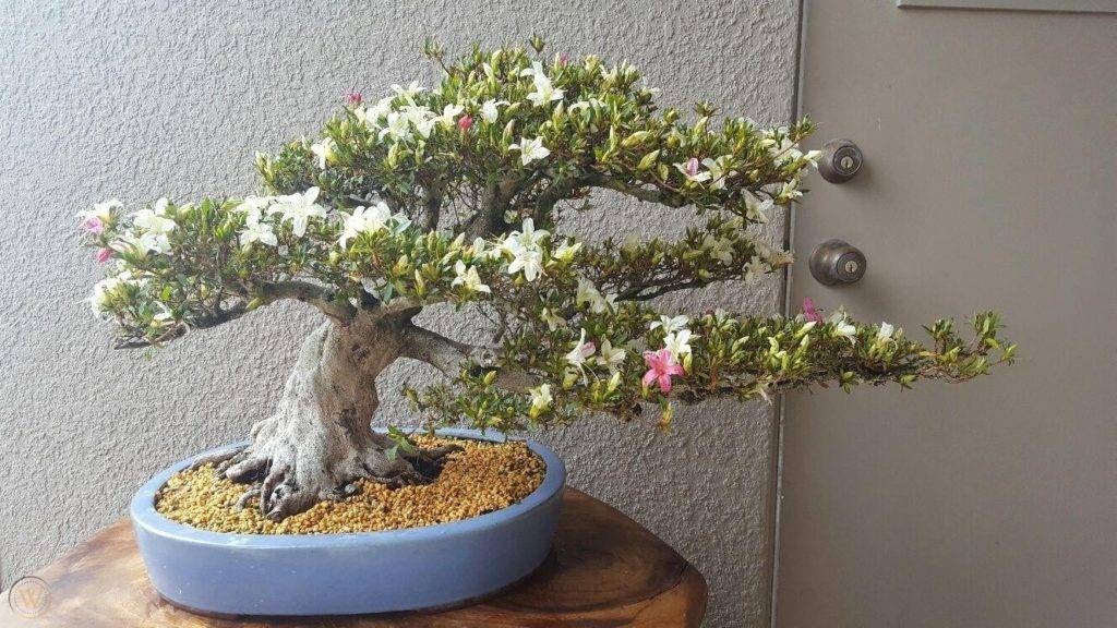 What is it and What is it Worth? Bonsai Trees