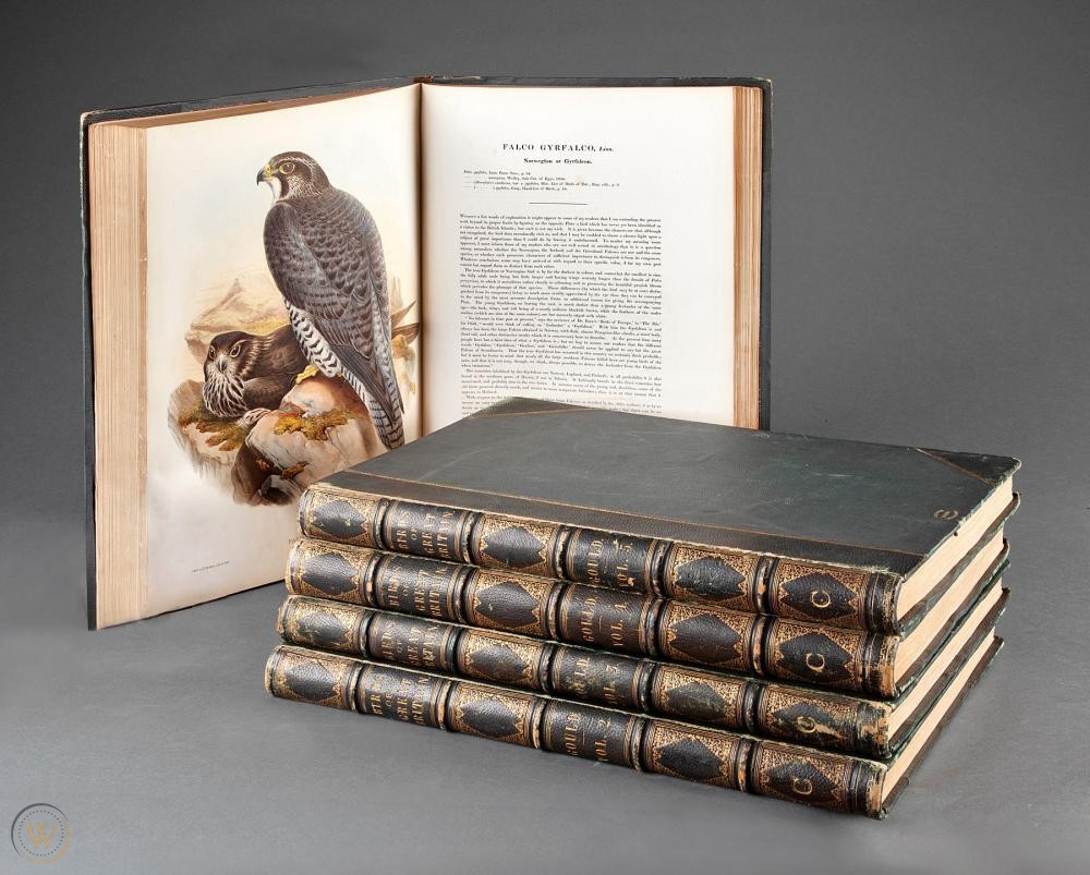 John Gould Inglaterra 1804 Pájaro